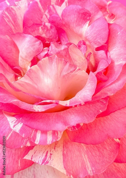 Obraz Pink damask rose flower pattern background