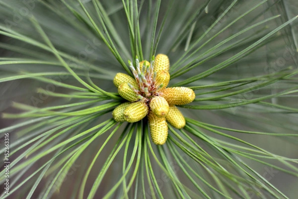 Obraz Small green cones on fir tree closeup, macro. Spring time.