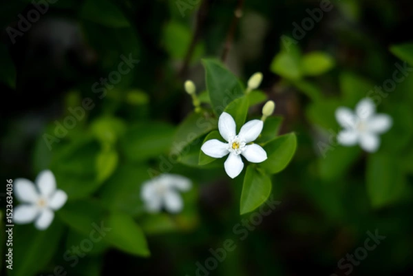 Obraz Jasmine flower
