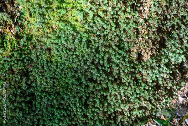 Obraz 苔の生えた岩