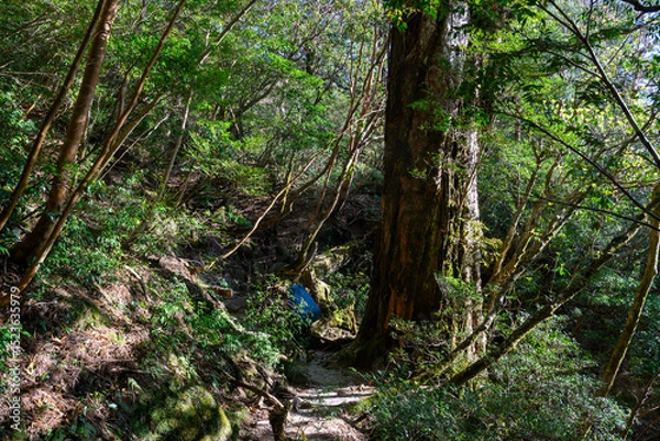 Obraz 木の下をくぐる登山道