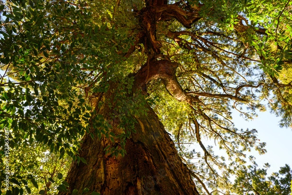 Fototapeta 巨木を見上げる
