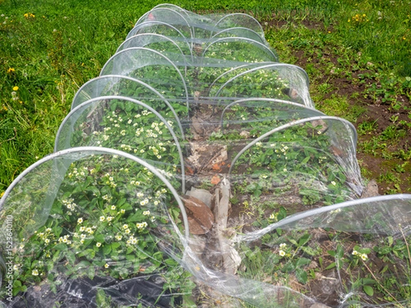 Obraz Strawberries bed covered with protective mesh. Covering strawberries with a net to protect berries from birds and other pests. Gardeners tips for preserving the berry crop