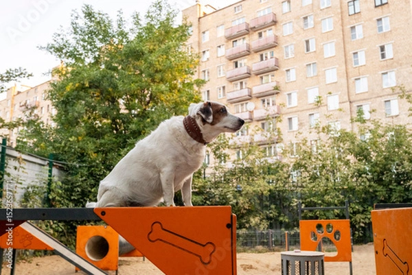 Obraz Dog confidently balancing on playground equipment in a city park surrounded by green foliage and apartment buildings. The image captures a mix of urban and natural settings.