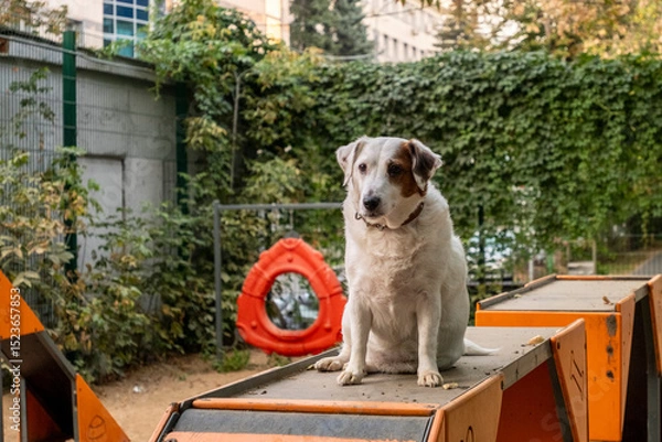 Obraz White dog with black ear resting on a dog park obstacle. Appears uninterested in exercise, showcasing a relaxed posture. Surrounded by greenery and fenced area.