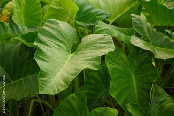 Fototapeta Close-up view of large green leaves with prominent veins in a lush tropical garden or forest setting, natural background texture