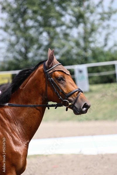 Fototapeta Horse head