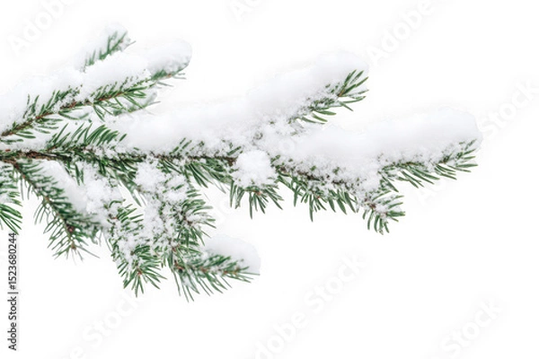 Obraz Snow covered pine branch isolated on transparent background