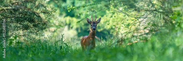 Fototapeta Ein Rehbock in einem grünen Wald