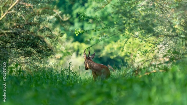 Fototapeta Ein Rehbock in einem grünen Wald