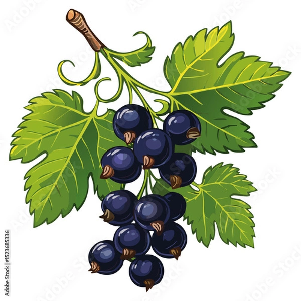 Obraz Blackcurrant on a branch color vector illustration. Image of summer berry and leaves on an isolated background. Twig for packaging and design.
