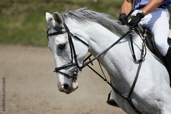 Fototapeta White horse portrait