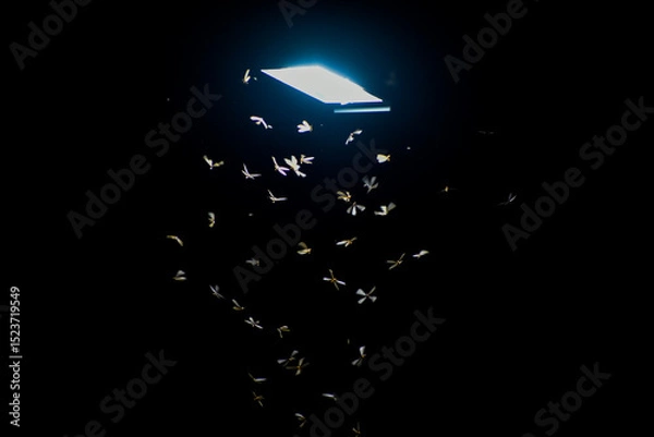 Fototapeta Flying termites swarm around a bright light source in the dark night.
