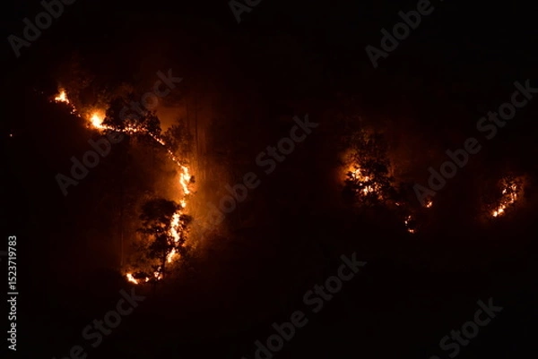 Fototapeta A nighttime forest fire with bright orange flames illuminating the dark trees in Meghalaya. 