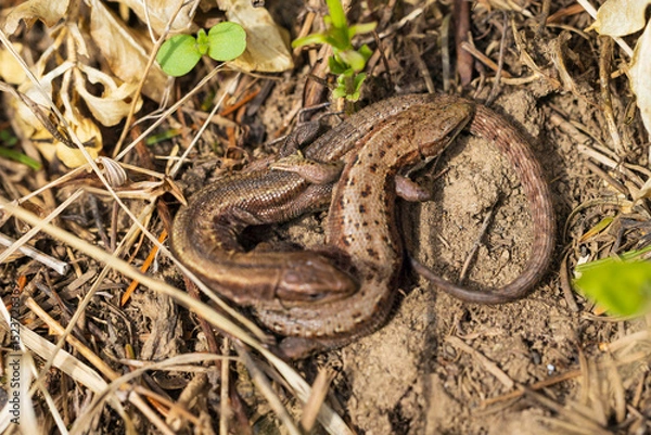 Fototapeta A pair of brown forest viviparous lizards basking in the sun on a spring day. Blurred foreground, selective focus