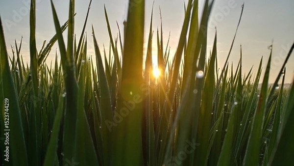 Obraz Golden Sunrise Through Rice Leaves. Low-angle view of a peaceful rice field bathed in warm morning light. Dew on the leaves shimmers, enhancing the tranquil, fresh feel of this lush agricultural scene