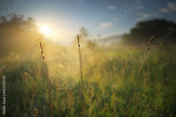 Obraz Foggy sunrise in a meadow with spider cobwebs in the foreground.