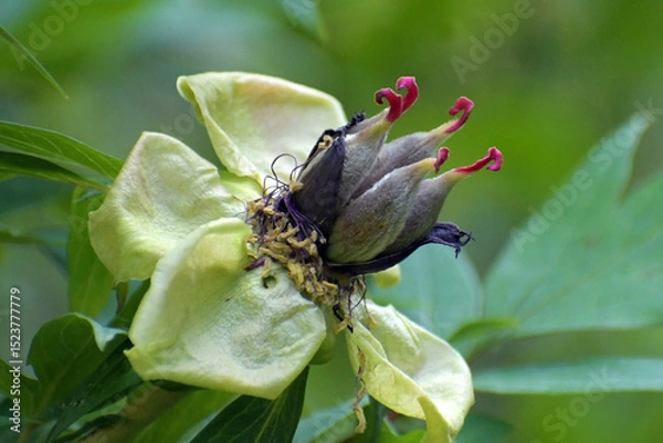 Obraz blumendeko