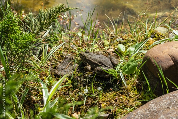 Fototapeta Two frog is among lush vegetation and moss near shallow body of water, blending seamlessly with its natural surroundings. Blurred background. Selective focus. background. Nature concept for design