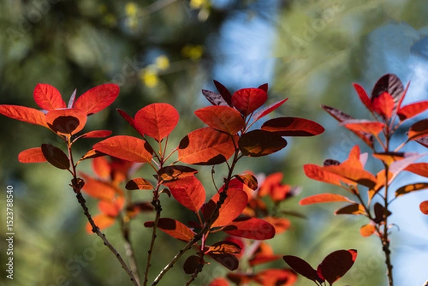 Fototapeta Vibrant red leaves on branches  of Cotinus coggygria Royal Purple (Rhus cotinus, European smoketree), set against softly blurred green and blue background, highlighting vivid colors of nature.