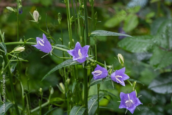 Fototapeta Delicate purple bell-shaped flowers with white centers, surrounded by lush green foliage and buds, creating a serene and natural scene. Nature concept for design