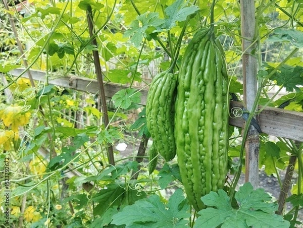 Fototapeta Fresh green bitter melon hanging on the garden. Shallow depth of field, Close-up view