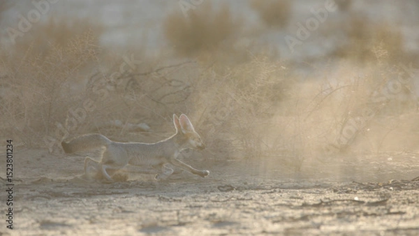 Fototapeta Cape fox running around in the dust of the Kalahari Desert