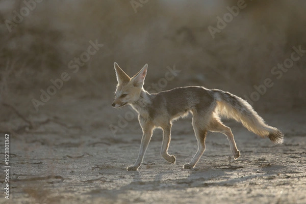 Fototapeta Cape fox running around in the dust of the Kalahari Desert