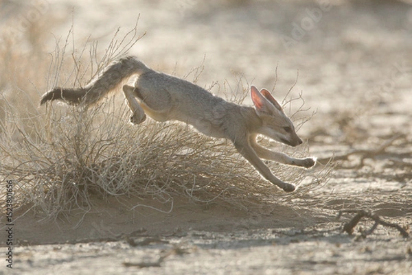 Fototapeta Cape fox running around in the dust of the Kalahari Desert