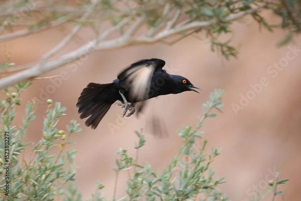 Fototapeta Pale-winged starling flying out of a tree