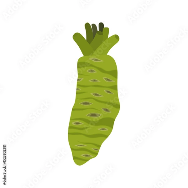 Fototapeta fresh wasabi root flat design vector illustration isolated on white background. Can use for asian food, spice spicy, asia herb, japan, vegetable. raw wasabi for japanese food Condiments for sushi