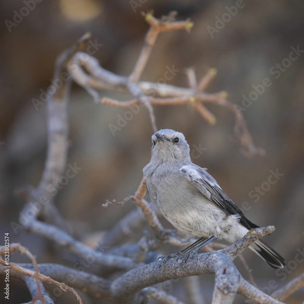 Fototapeta Mountain wheatear at a tree while looking for food