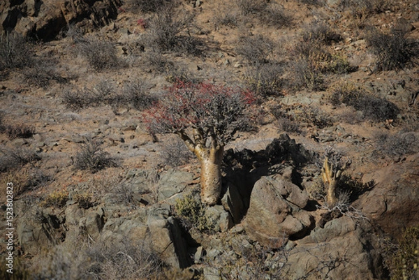 Fototapeta Tree growing at the base of a arid mountain