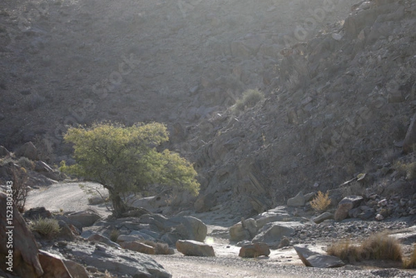 Fototapeta Tree growing at the base of a arid mountain