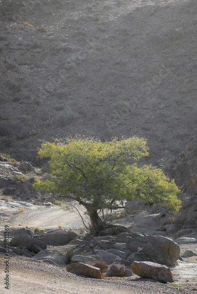 Fototapeta Tree growing at the base of a arid mountain
