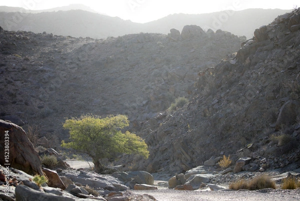 Fototapeta Tree growing at the base of a arid mountain