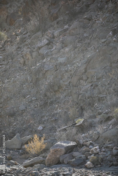 Fototapeta Tree growing at the base of a arid mountain