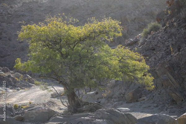 Fototapeta Tree growing at the base of a arid mountain