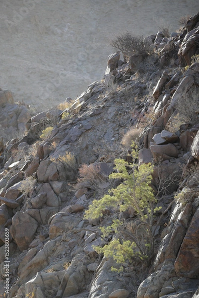 Fototapeta Tree growing at the base of a arid mountain