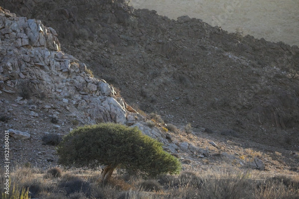 Fototapeta Tree growing at the base of a arid mountain