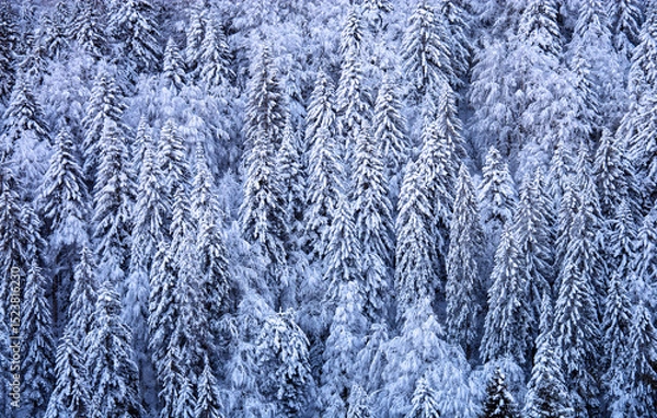 Obraz the forest covered with snow and ice after a very cold night