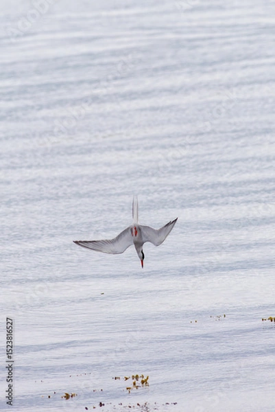Obraz Common tern diving into the water