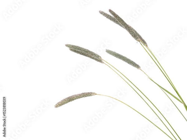 Fototapeta Field meadow foxtail grass almost blooming isolated on white, Alopecurus pratensis