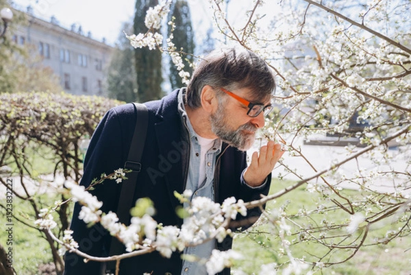 Obraz Senior man suffering from allergy smelling cherry tree flowers in spring