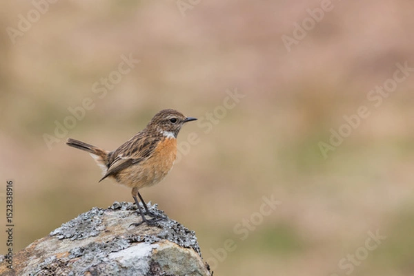 Obraz Female Stonechat, Saxicola rubicola, Dumfries & Galloway, Scotland