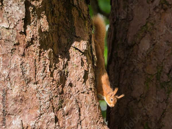Obraz Red Squirrel, Sciurus vulgaris, in a Scots Pine tree, Dumfries & Galloway, Scotland