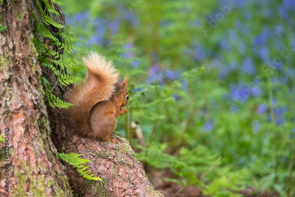 Obraz Red Squirrel, Sciurus vulgaris, at the base of a Scots Pine tree in bluebell woodland, Dumfries & Galloway, Scotland