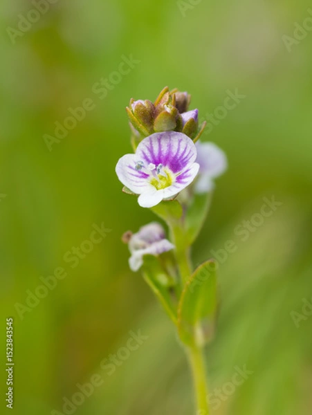 Obraz Thyme-leaved Speedwell, Veronica serpyllifolia, in grassland, Dumfries & Galloway, Scotland