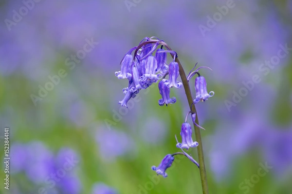Obraz Bluebell, Hyacinthoides non-scripta, in woodland, Dumfries & Galloway, Scotland
