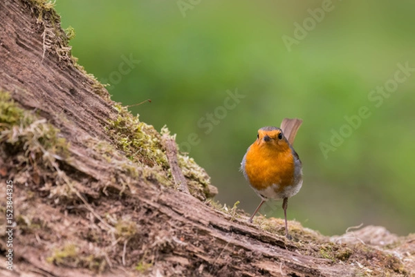 Obraz Robin (or European Robin), Erithacus rubecula, Dumfries & Galloway, Scotland